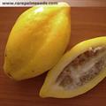Carica pubescens